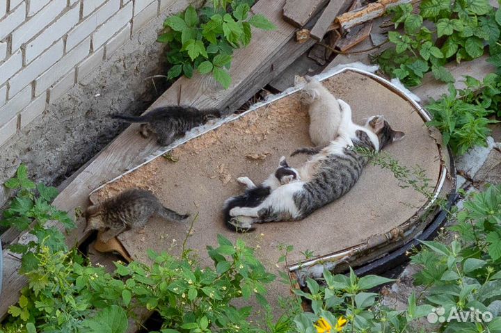 Кошка с котятами