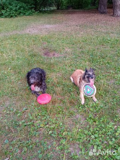 Кинолог. Дрессировка собак. Передержка собак