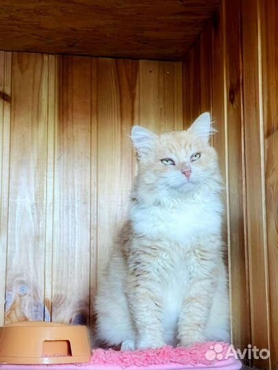 Рыжий котище ищет дом