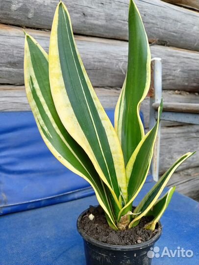 Продам цветы сансевиерия