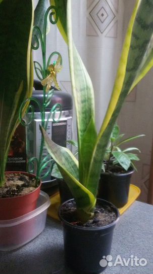 Сансевиерия