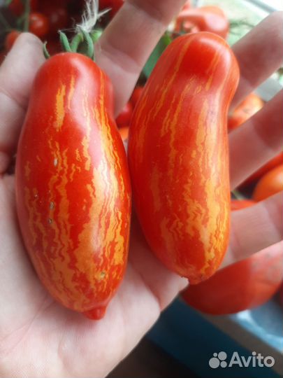 Рассада помидор