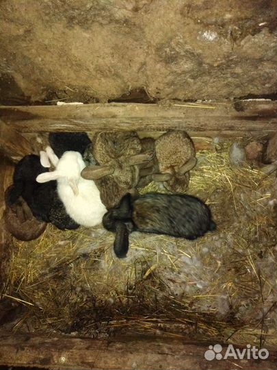 Крольчата фр. Барашки