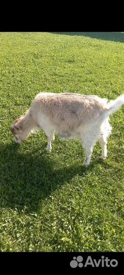 Козёл и козы