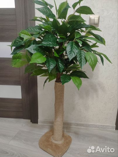 Когтеточка дерево