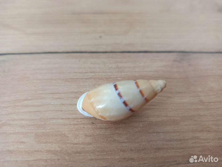 Морская раковина