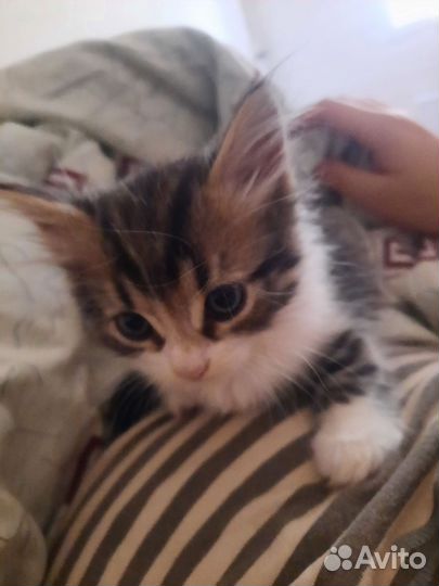 Котенок в дар бесплатно