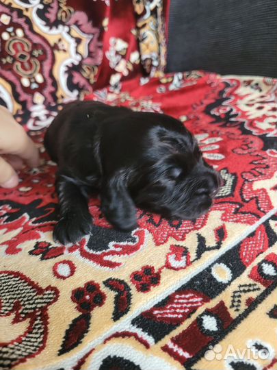 Щенки русского спаниеля