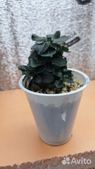 Адениум mini red size