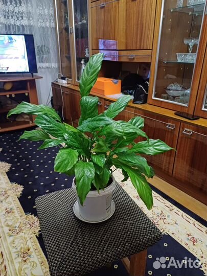 Спатифиллум