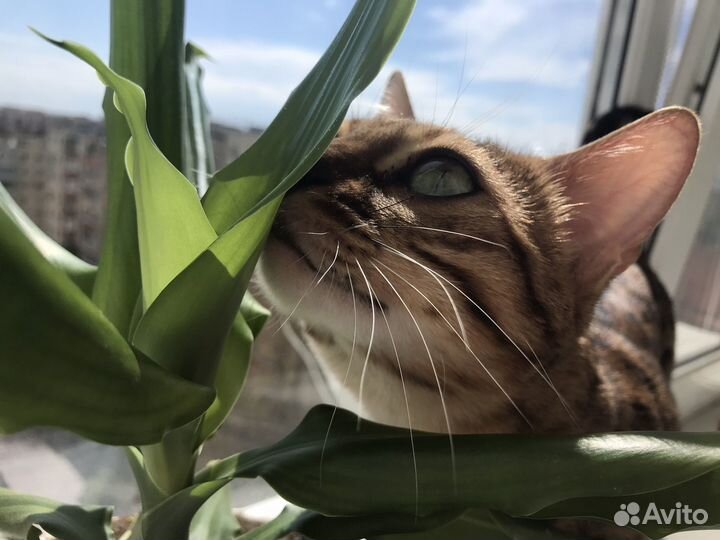 Бенгальские котята