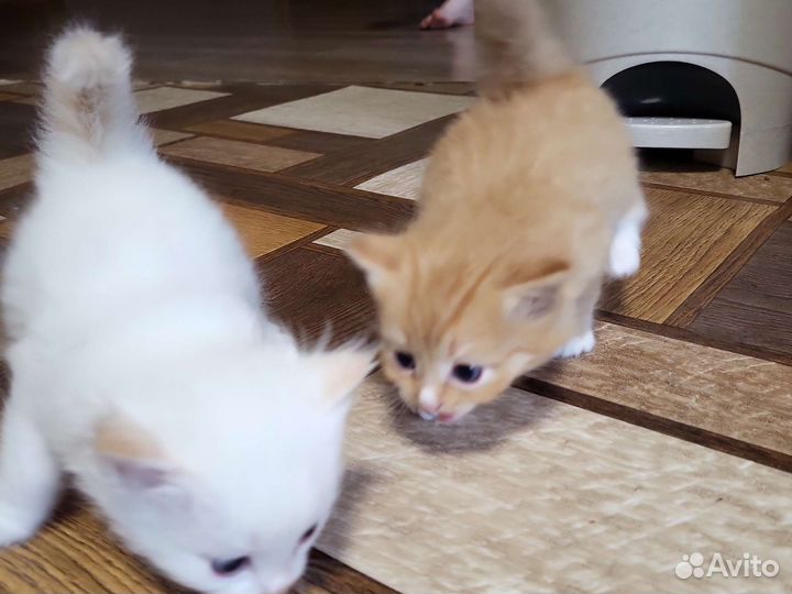 Котята в добрые руки бесплатно