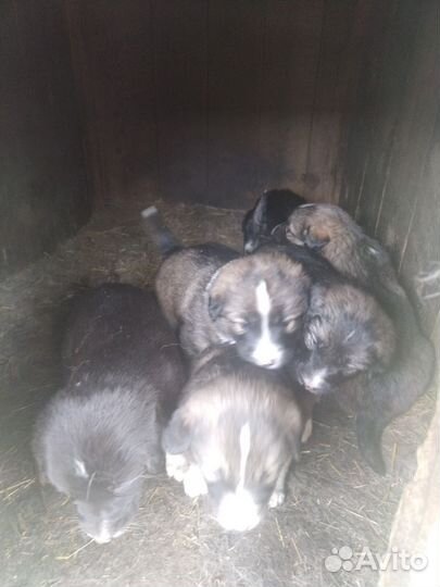 Щенки алабая