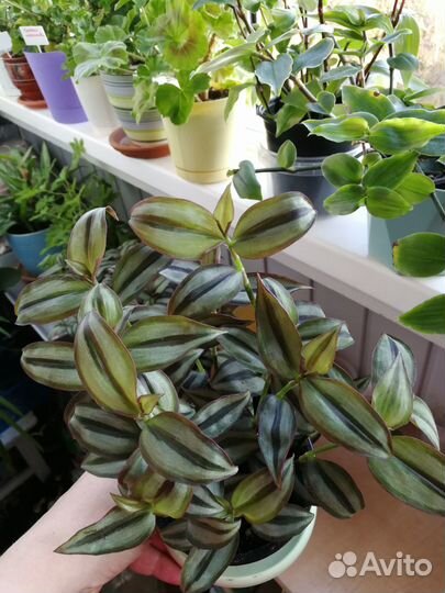 Традесканция Зебрина