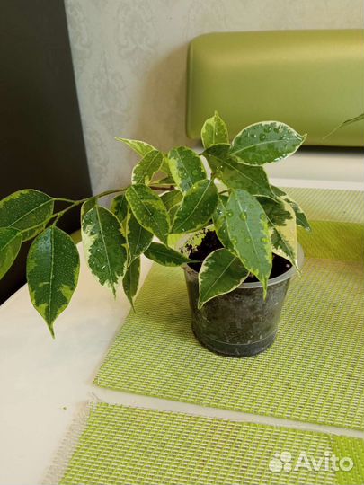 Фикус бенджамина пестролистный