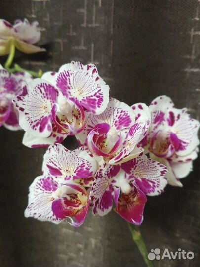 Орхидея фаленопсис