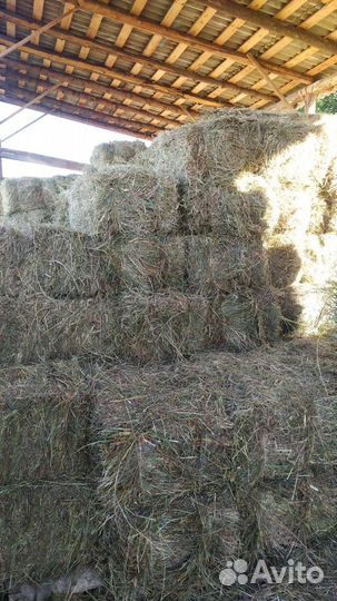 Сено луговое в тюках (брикетах, кипы). Доставка
