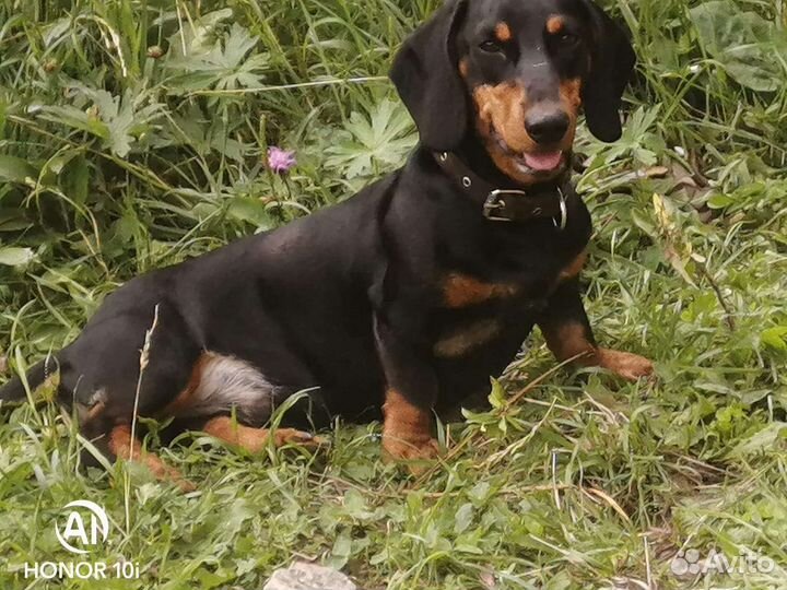 Такса вязка