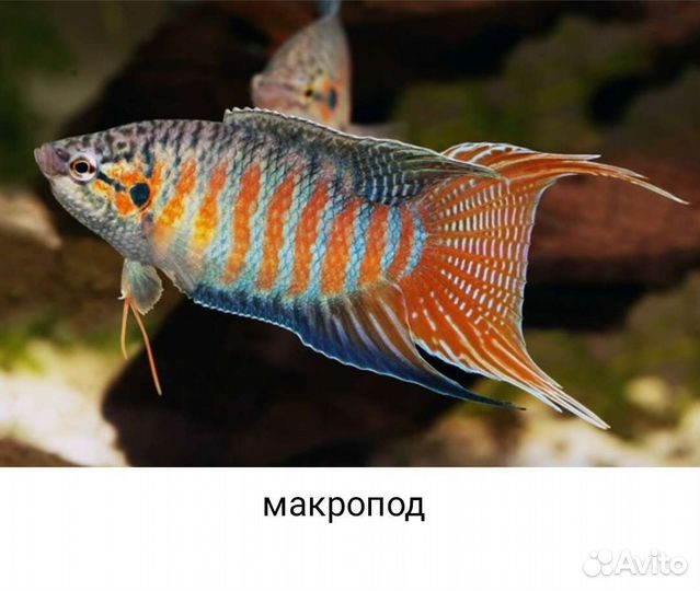 Аквариумные рыбки