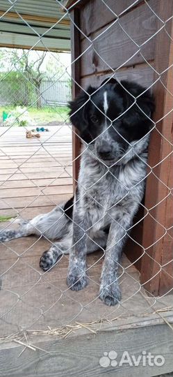 Собака в добрые руки отдам бесплатно