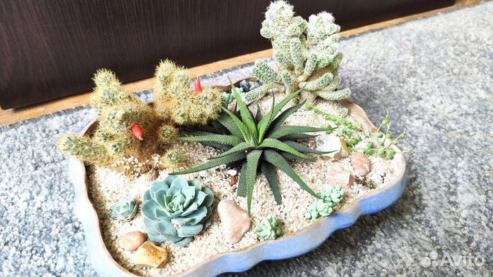 Композиция из кактусов и суккулентов