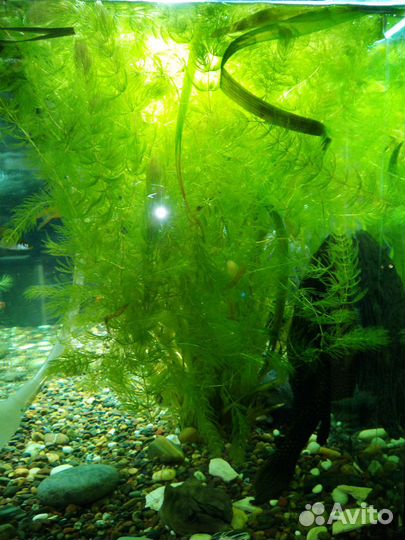 Растения для аквариума