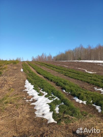 Посадочный материал сосны