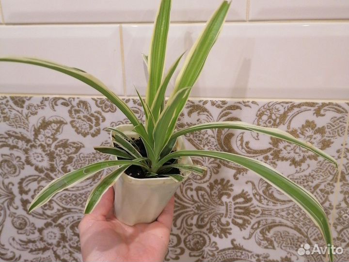 Хлорофитум