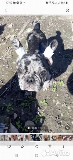 Французский бульдог