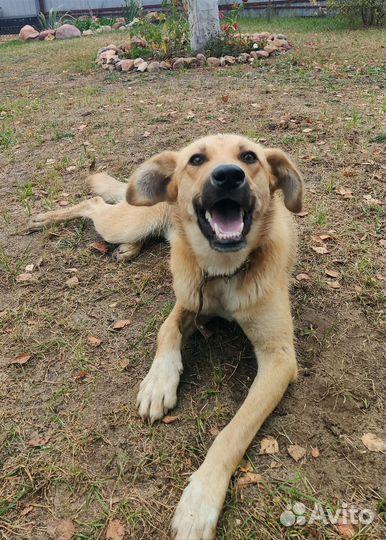 Собаки в дар бесплатно