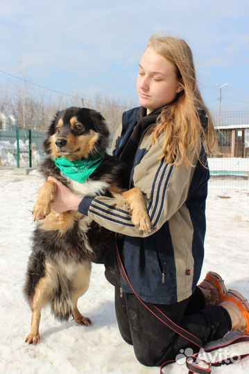 Собака в добрые руки отдам бесплатно