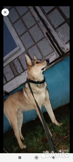 Собака в добрые руки