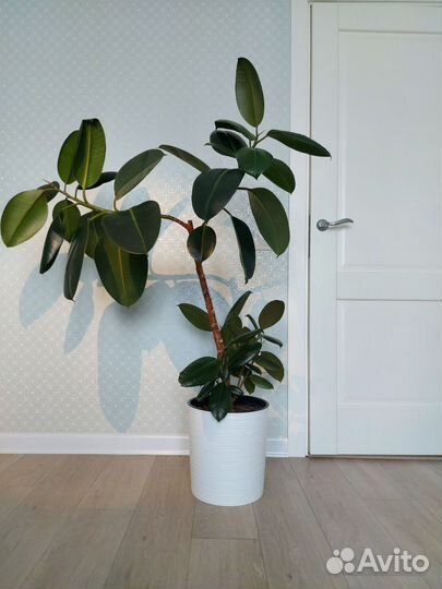 Фикус Elastica Burgundy (эластика)
