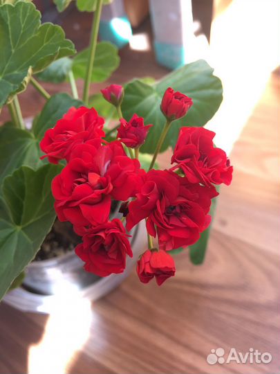 Пеларгония герань розебудная