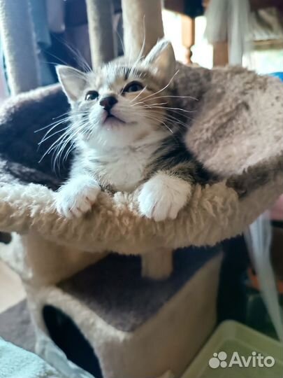 Курильский бобтейл