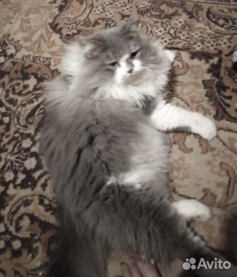 Кот, бесплатно
