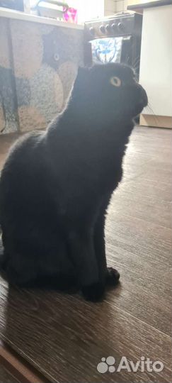 Отдам кота