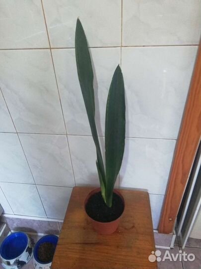 Сансевиерия Блэк тайгер, Black Тiger