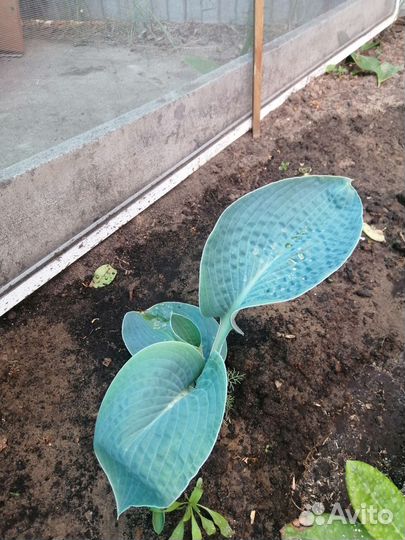 Хоста растение