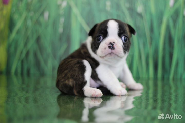 Мини Бостон терьер