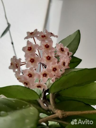 Хойя цветущая 3 ветви, длина 2 м