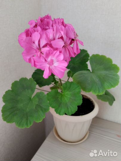 Пеларгония герань