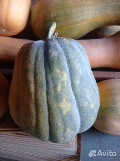 Тыква мускатная сладкая (гитара)витаминная