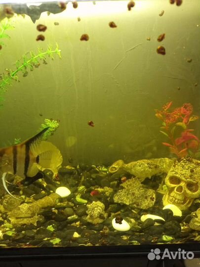 Улитки аквариумные