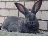 Кролики Ризен-Фландр