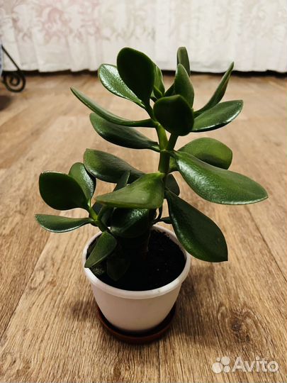 Толстянка- денежное дерево