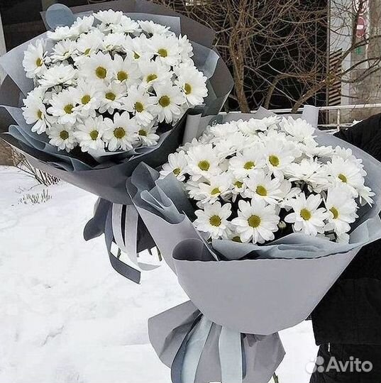 Хризантема