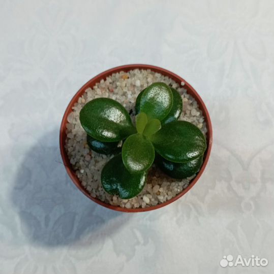 Крассула Овата