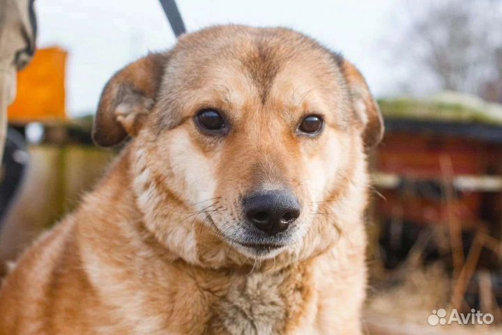 Собака для души