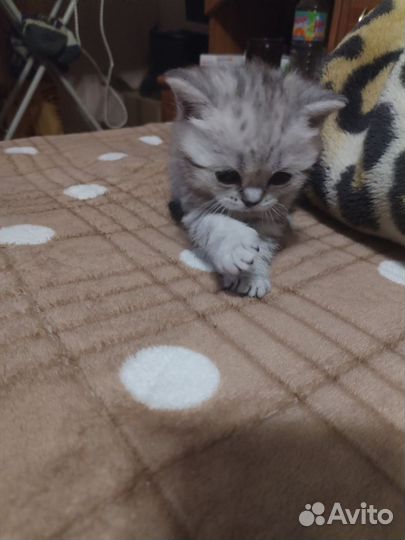 Британские котята